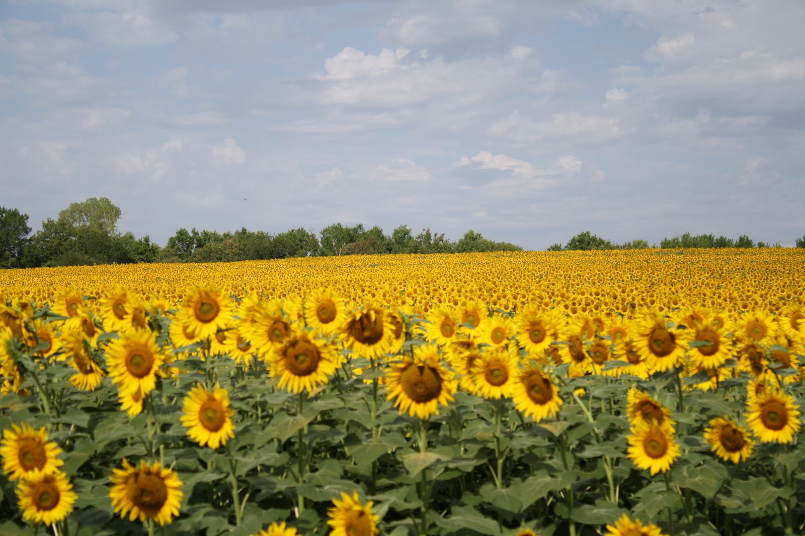 You just can't capture the beauty of fields of sunflowers, with all th...