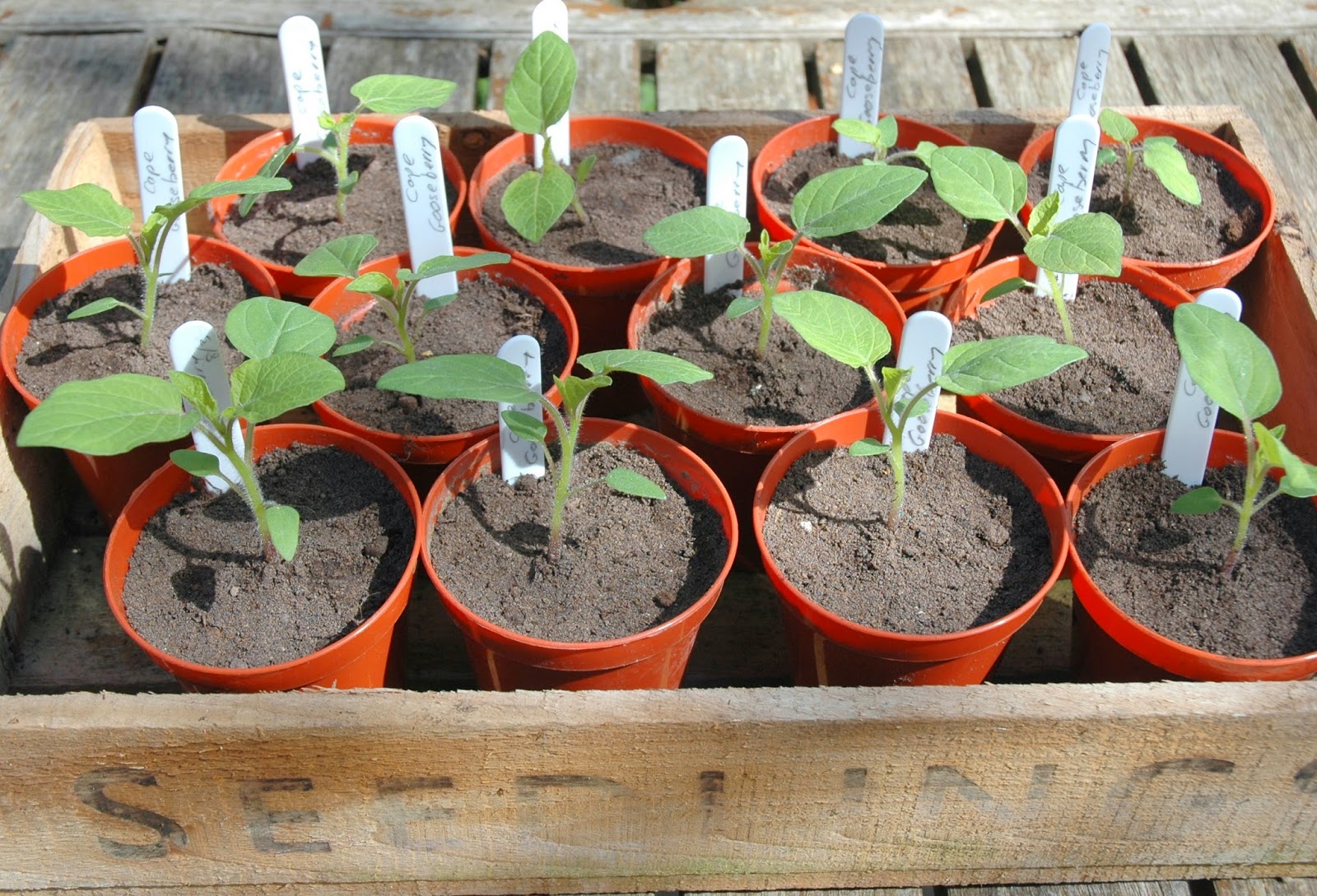 пикировка рассады буддлея давида. физалис земляничный рассада. физалис земляничный рассада. посев физалиса семенами на рассаду. физалис земляничный рассада.