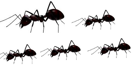 Identifying ants How to get rid of ants naturally from your house Identifying ants How to get rid of ants naturally from your house