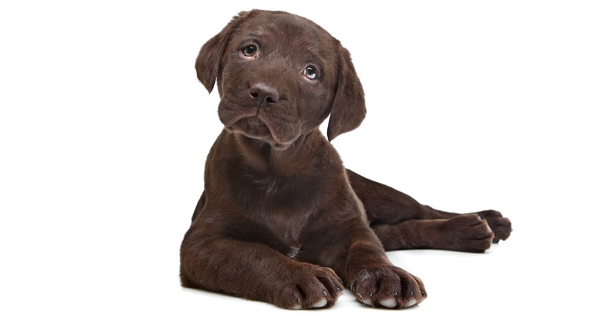 How To Make Your Dog Love You More