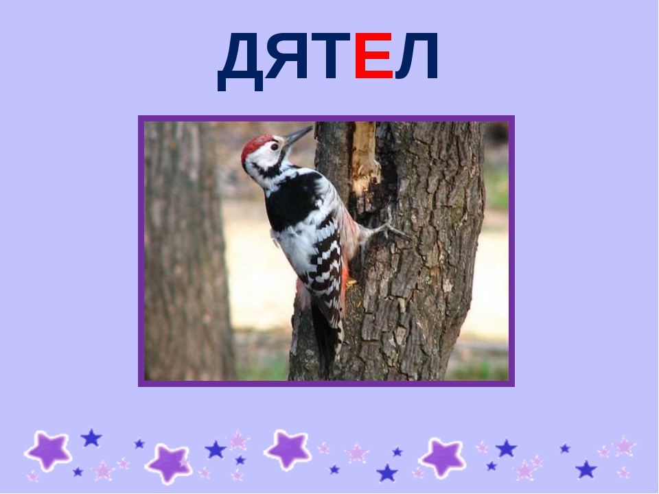 звук д дятел. первые звук в слове дятел. дятел стучит по дереву. птицы звуковпясхема. фонетический разбор слова дятел.