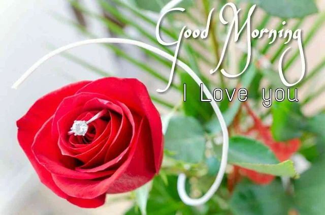 , Good morning love rose images