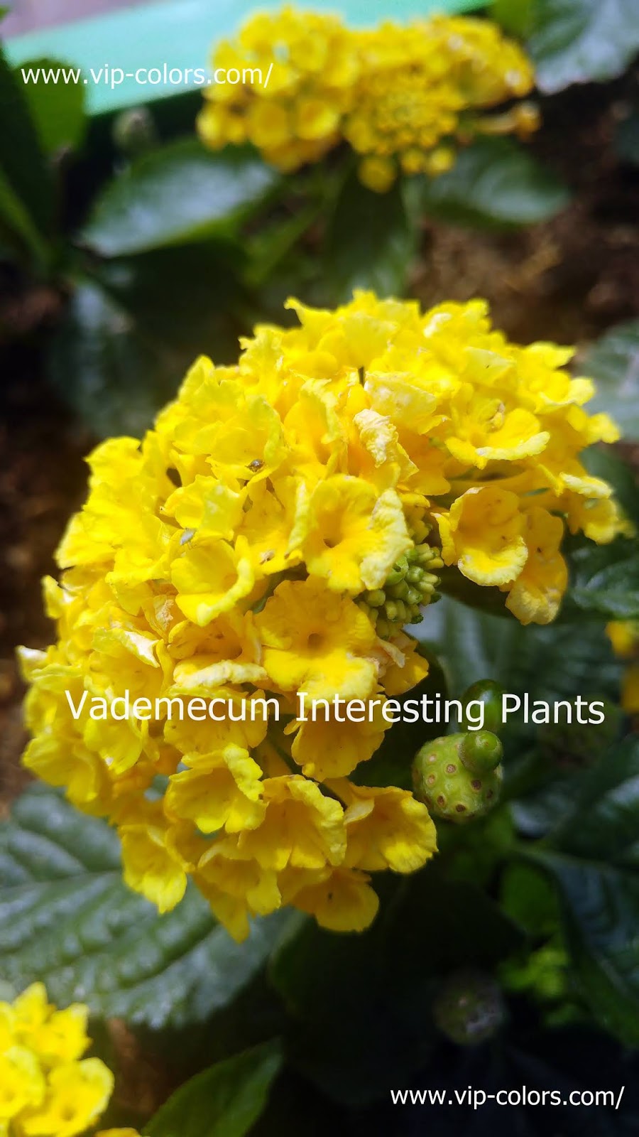 Lantana camara een graag gezien onkruid Vademecum Interesting Plants: Lantana hybrydowa - Citroenstruik