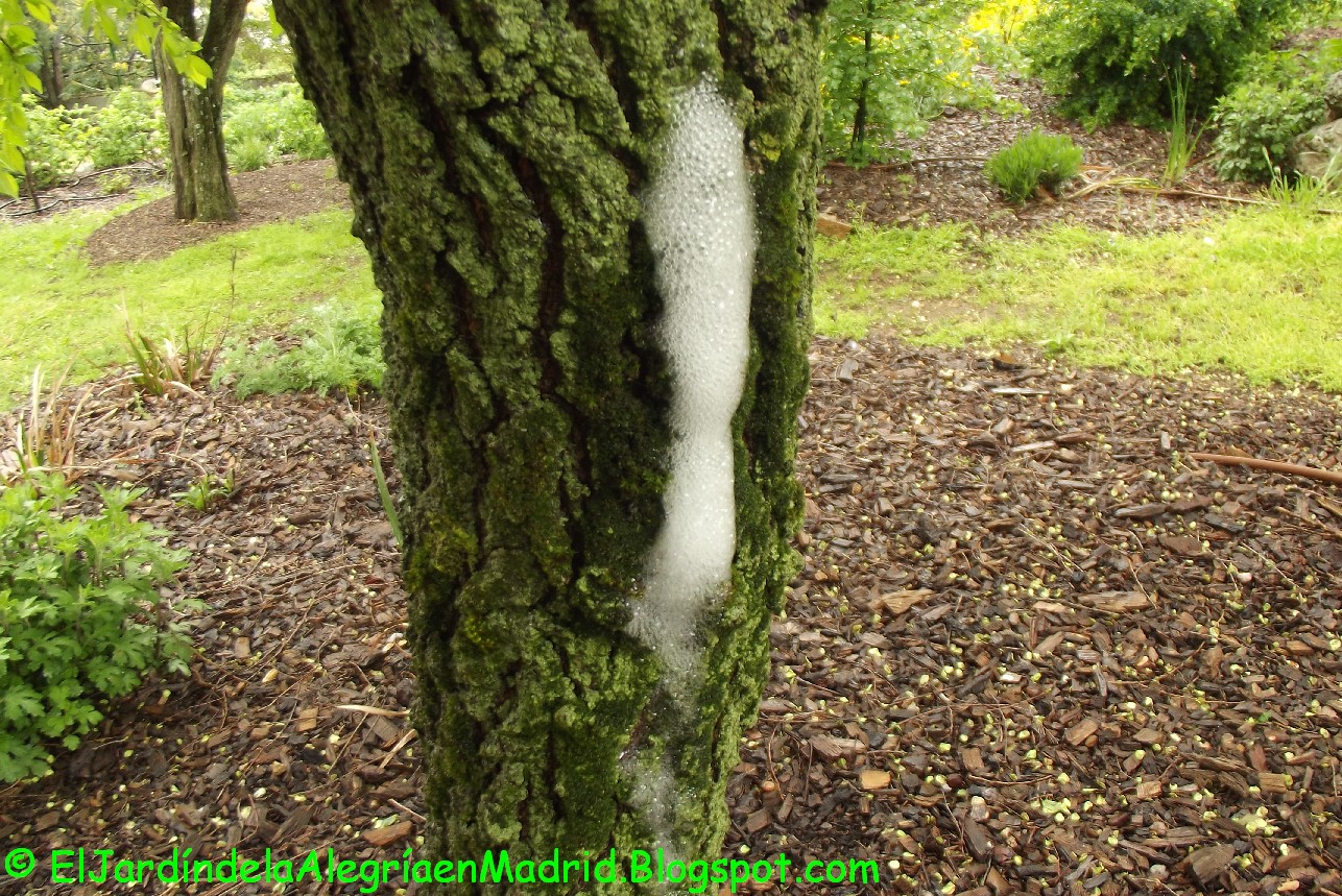 El jardín de la alegría : Exudación de espuma en la corteza de un árbol.  Causas posibles.