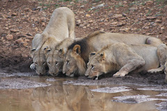 thirsty lions