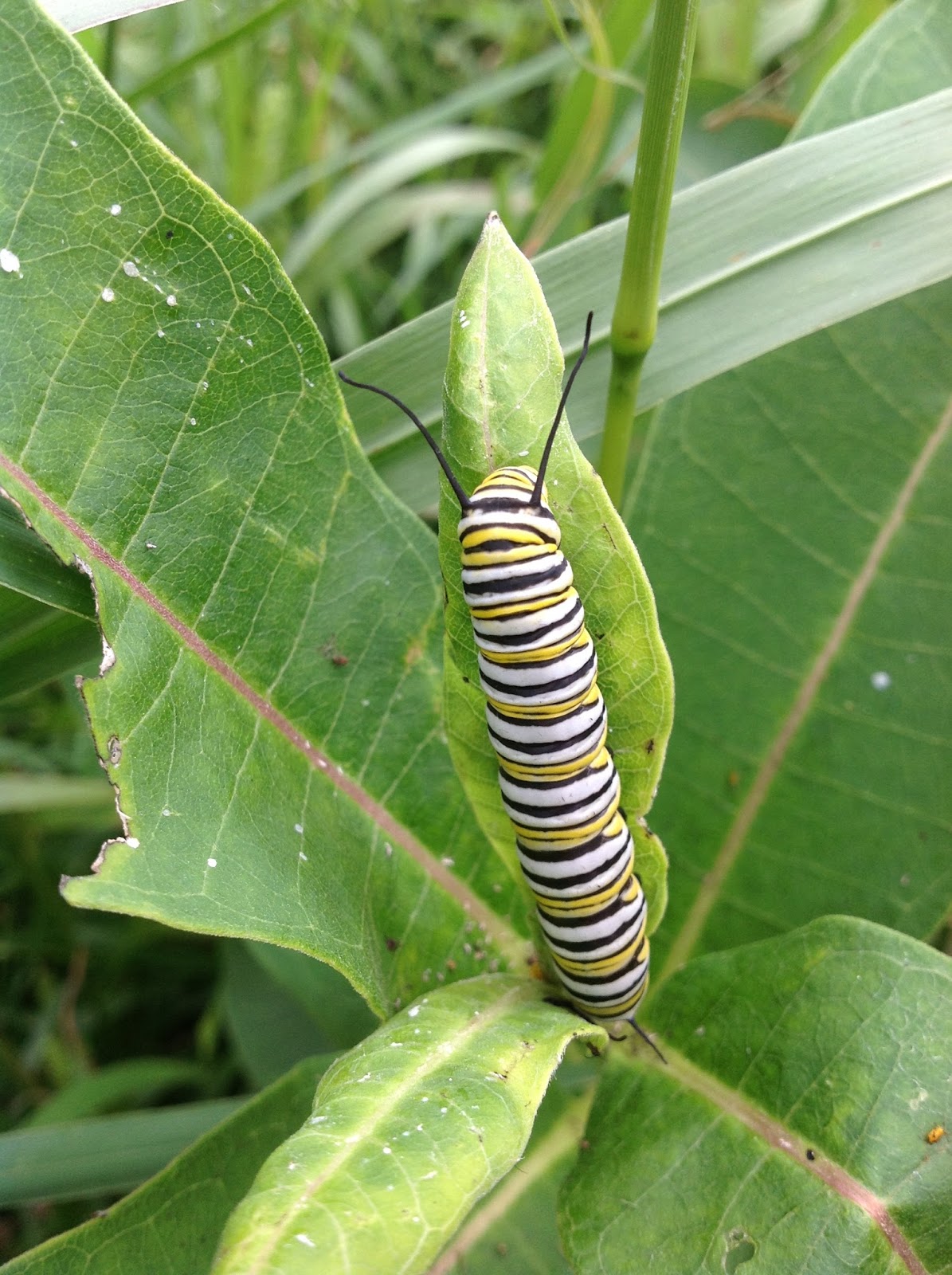 The Land Conservancy for Southern Chester County: September 2013