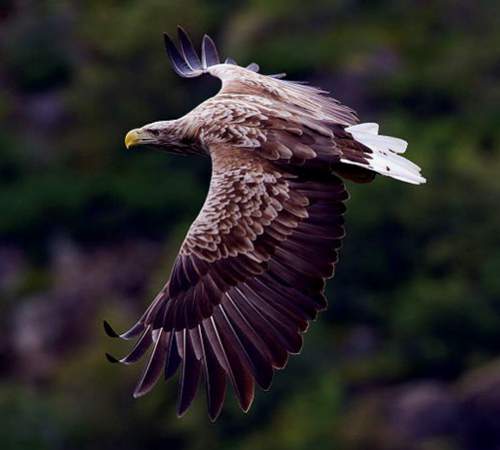 Indian birds - Image of White-tailed sea-eagle - Haliaeetus albicilla