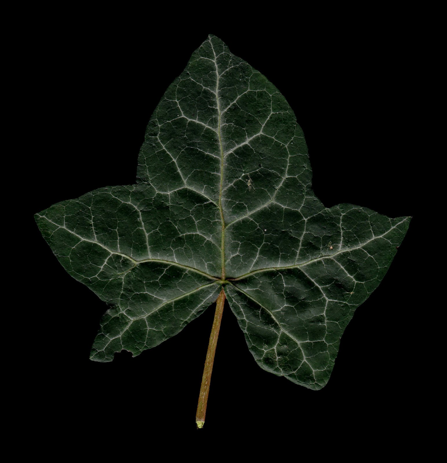 HIGH RESOLUTION TEXTURES: Leaf Textures