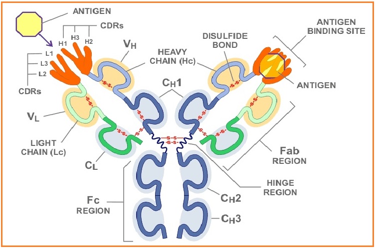 Immunoglobulin Ig Biologi
