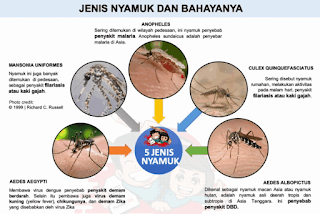 Gambar Jenis nyamuk dan bahayanya www.simplenews.me