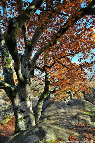 Hêtre à l'automne, Bas Cuvier, Fontainebleau Hêtre à l'automne, Bas Cuvier, Fontainebleau