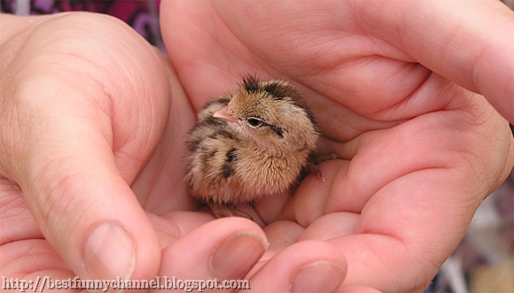 little chick