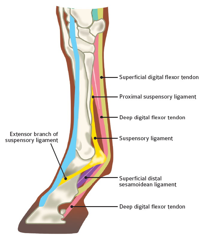 Horse Life and Love All About Suspensory Ligament Sprain.