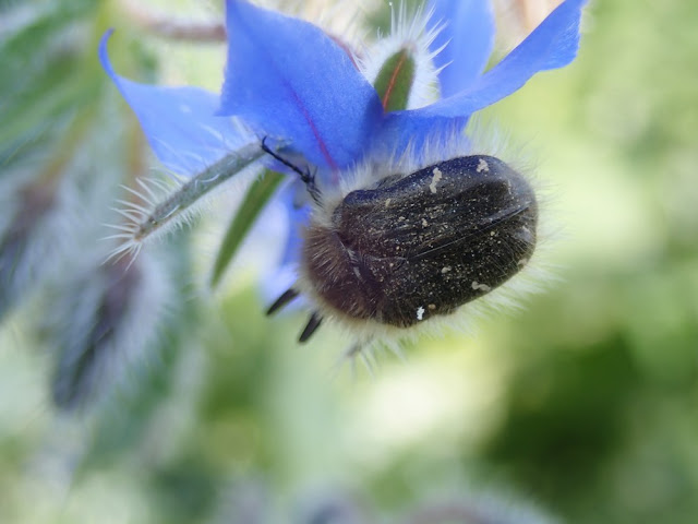 Tropinota hirta Tropinota hirta