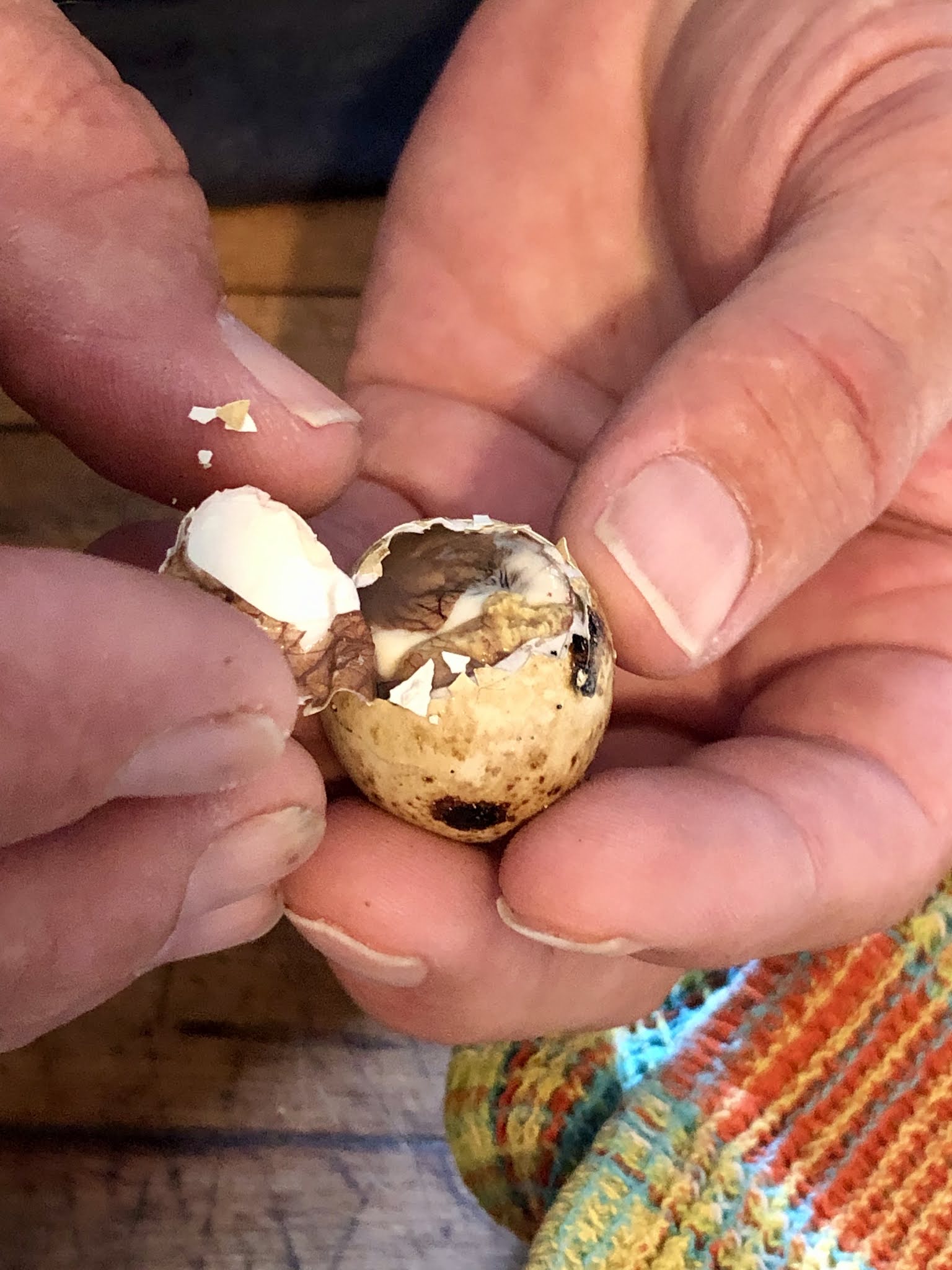 The Passionate Foodie New Sampan Article Balut Brings Business to Cavendish Game Birds