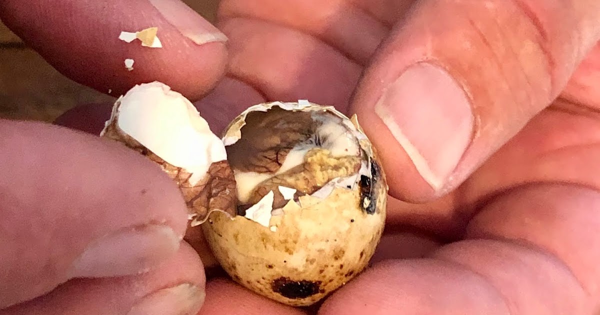 The Passionate Foodie New Sampan Article Balut Brings Business to Cavendish Game Birds