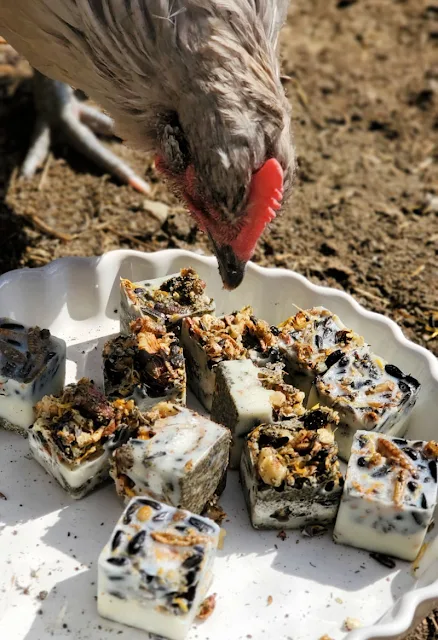 chicken eating snacks