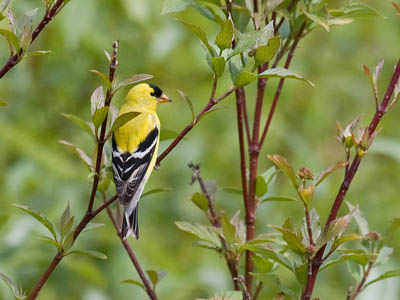 Where Do American Goldfinches Live?