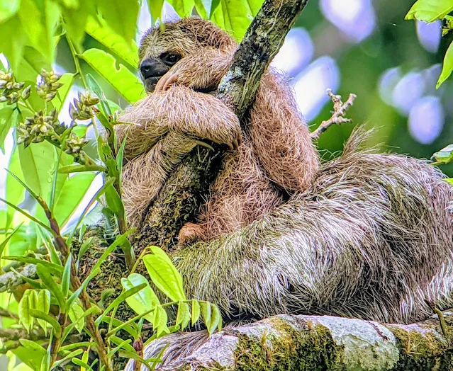 Costa Rica Itinerary: Mother sloth and baby
