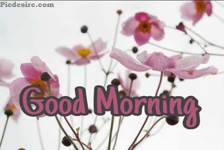 Best 20 Good Morning Images | Good Morning Images for Whatsapp Best 20 Good Morning Images | Good Morning Images for Whatsapp