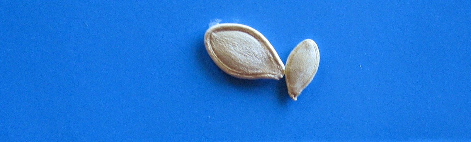 Almost Unschoolers: Simple Fall Science - Comparing Pumpkins