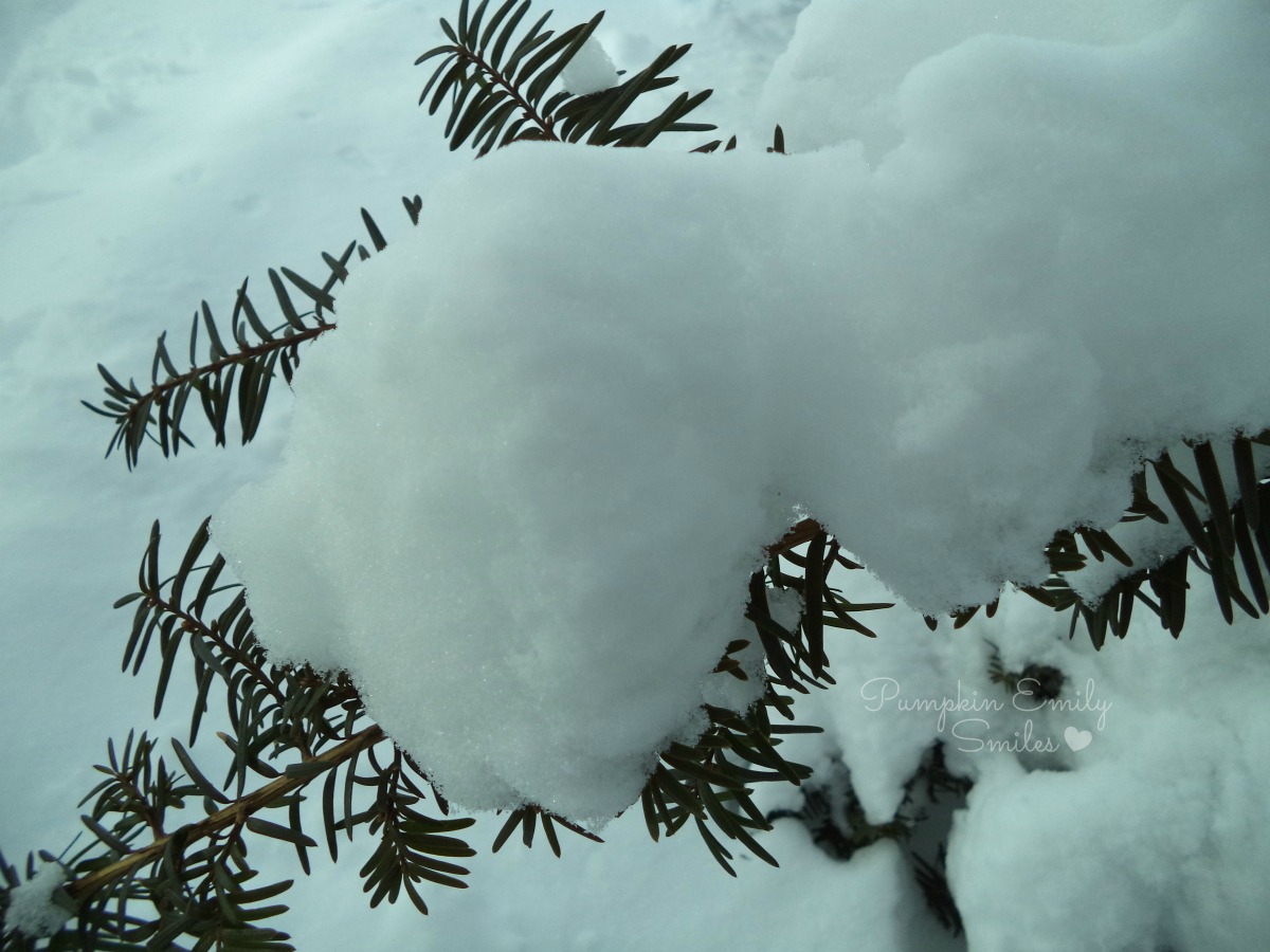 Snow on a tree