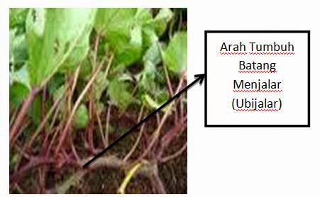 18+ Nama Tumbuhan Paku