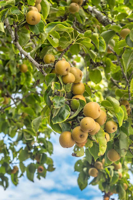 Asian blight pear tree