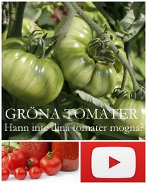 Få dina gröna tomater att mogna