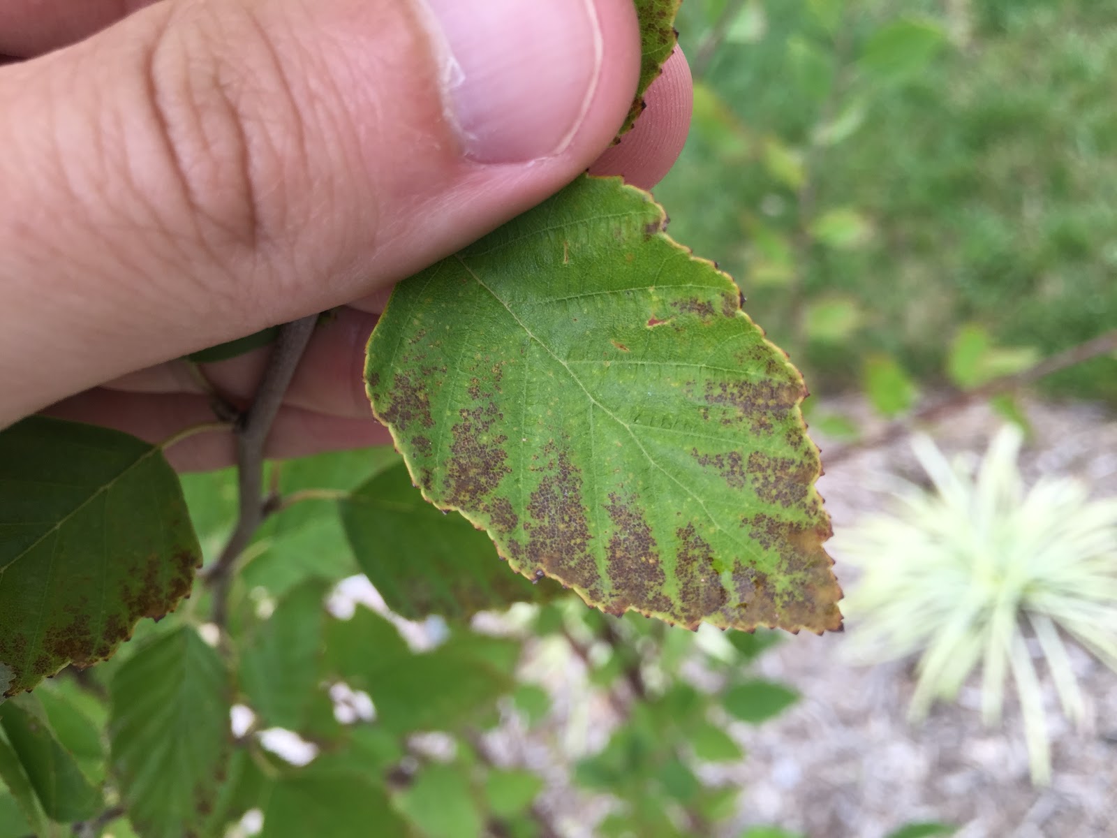 Brown Edge On River Birch Leaves Backyard Neophyte Landscaping Blog