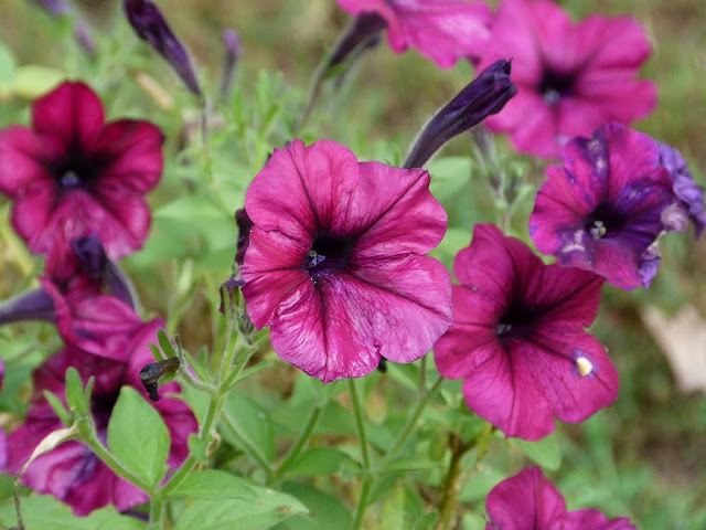 Purple petunias