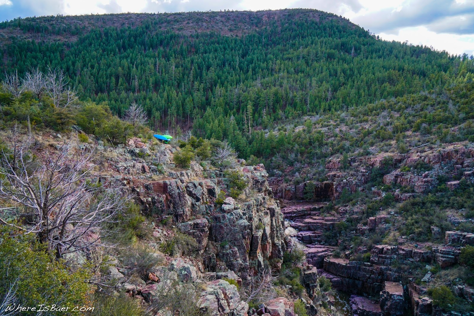 Where Is Baer ? Class Tree in Arizona, Christopher Creek and Hell’s Gate