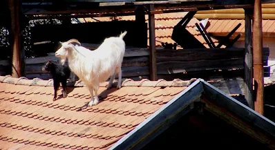 capre pe acoperis