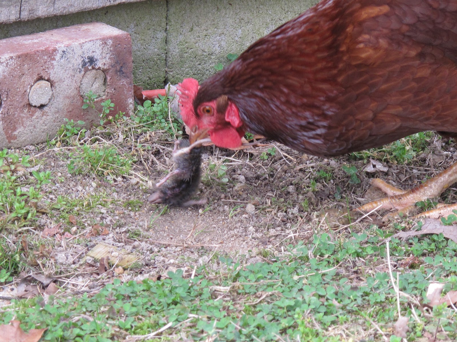wings-of-dawn-farm-chickens-are-omnivores