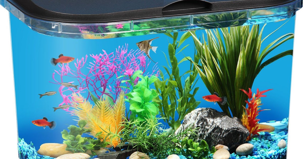 What To Look In The Best Aquariums For Purpose Of Home Decor?