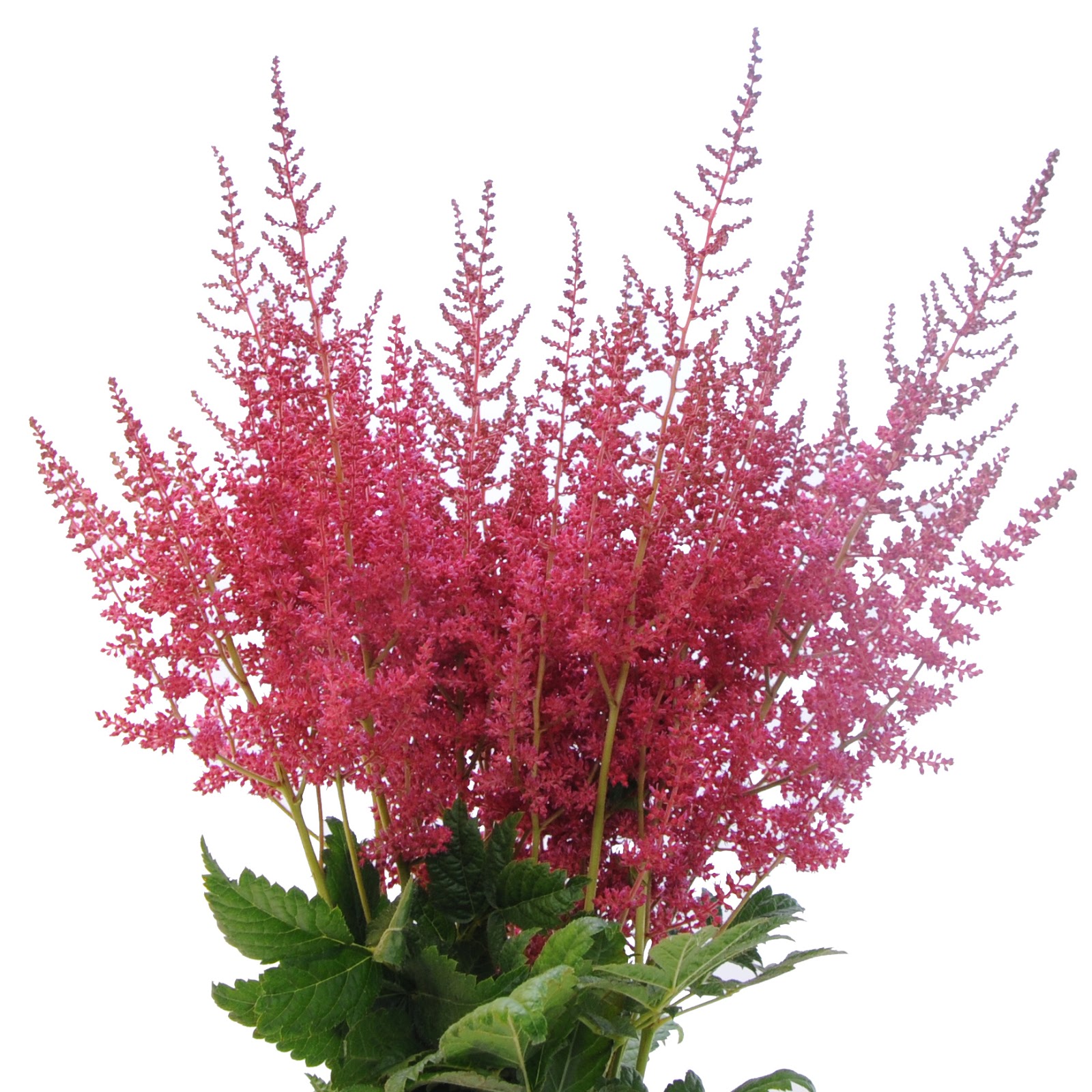 Flora Wonder Blog Viburnum When You Can Mulch Them