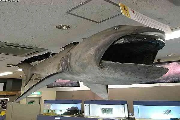 megamouth-shark-القرش-عظيم-الفم