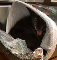 Zoet inside an overturned kitchen rubbish basket