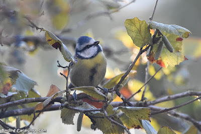 Mallerenga blava (Cyanistes caeruleus)