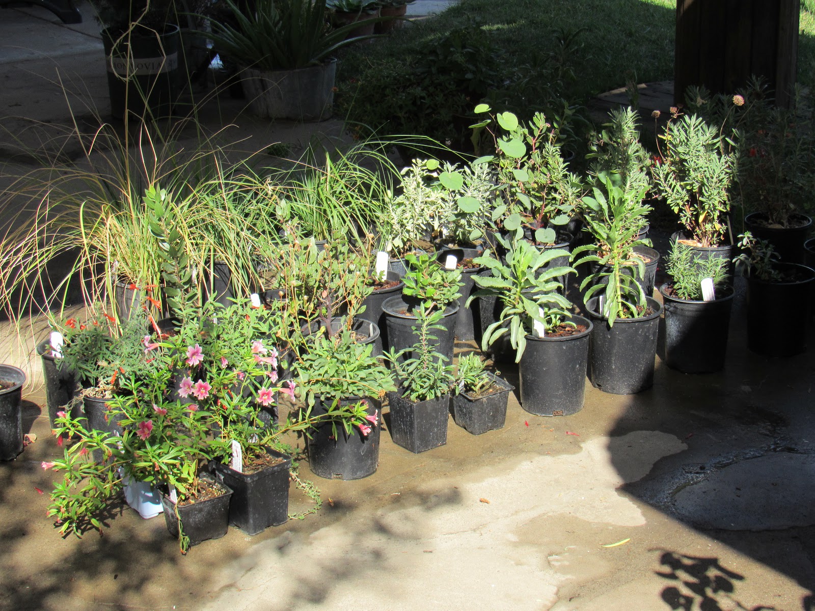 Designing a Native Plant Garden, Part IV Where To Buy Native Plants