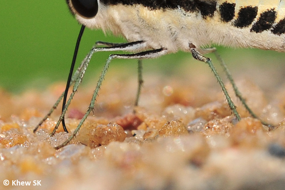 Butterflies of Singapore The Butterfly Legs