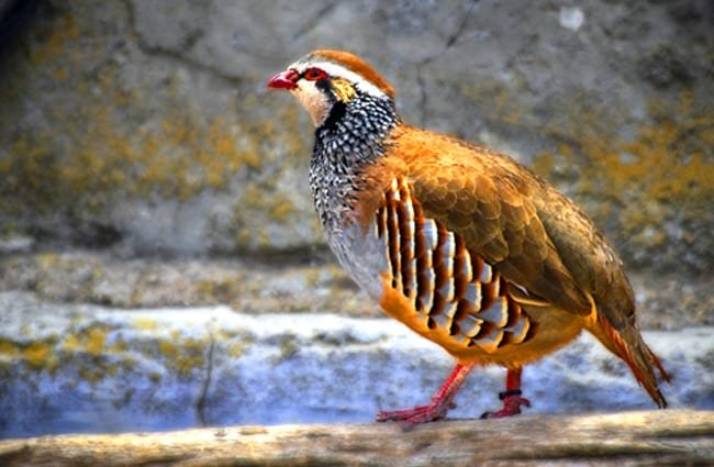 Partridge bird facts, what does a partridge symbolize?