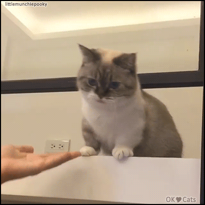 Cute Cat GIF • Adorable kitty likes to give high fives and handshakes to his human.