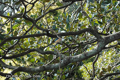 Alción sagrado (Todiramphus sanctus vagans)