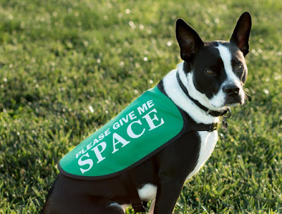A black and white dog sits on the grass, wearing a vest that says please give me space