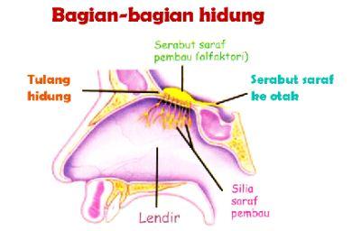 Bagian-bagian hidung