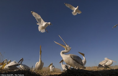 مجموعة مميزة من صور الحياة البرية Wildlife Photos للمصور العالمي بينس ميت