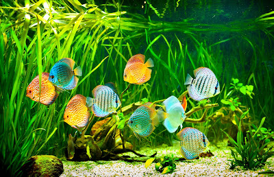 Rio de aguas claras con peces de colores