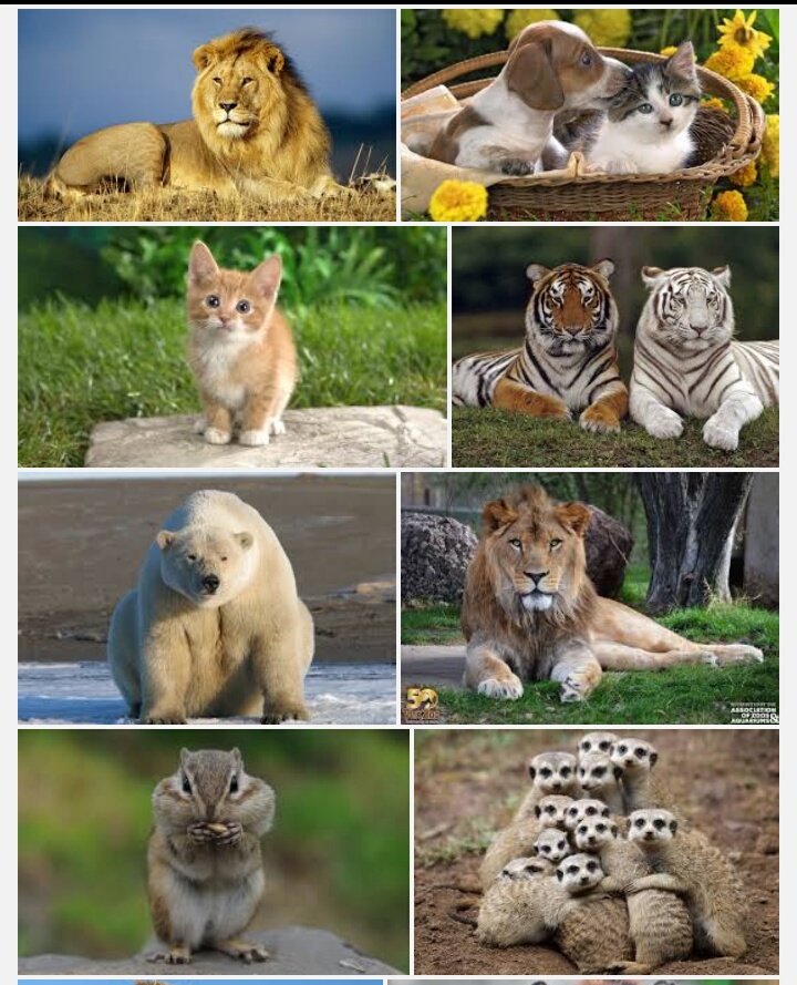 Hayvan Davranışları