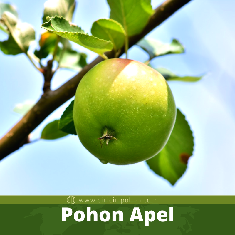 Pohon Apel